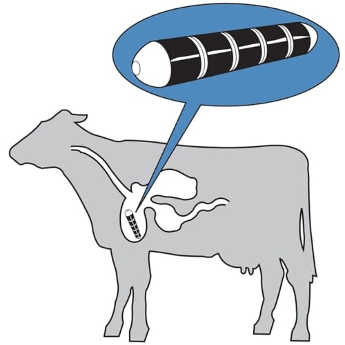 Image of Swastik Agro Cow Magnet Pack of 3 - Polished Steel End Caps & Steel Rings - Veterinary Medical Device for Cattle
