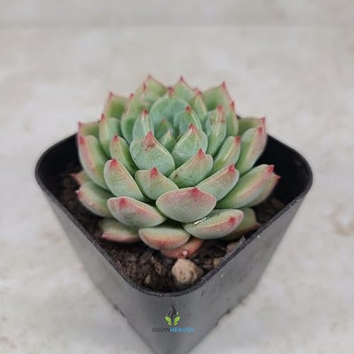 Image of live plants (LAKSHMI KAMAL PLANT)