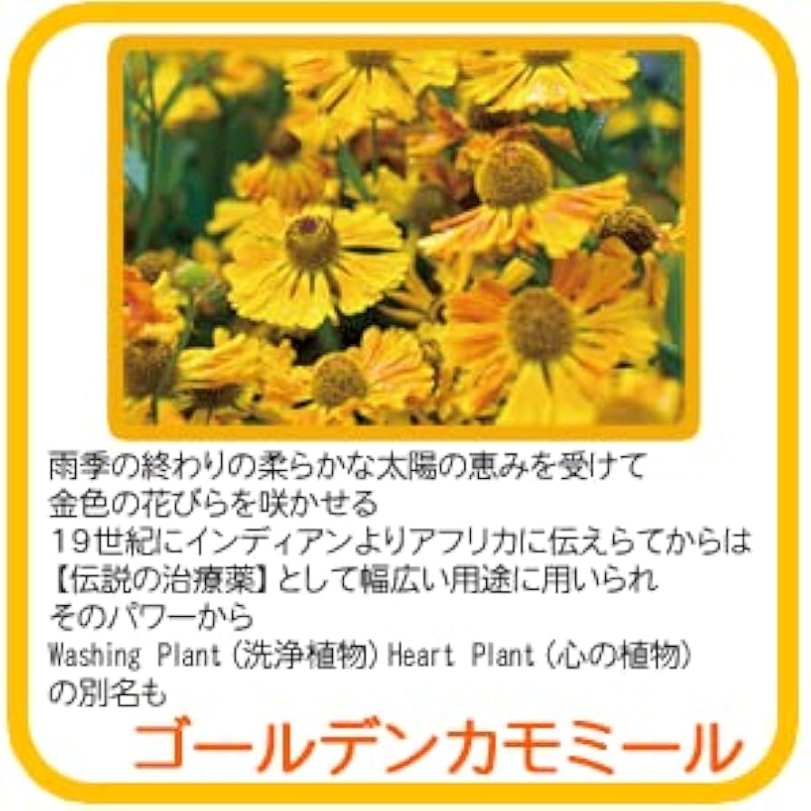 suu1211　新アロマエッセゴールド本体470ml 3本セット品 suu1211 新アロマエッセゴールド本体470ml 3本セット品 楽天市場