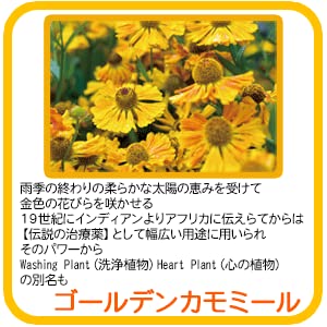 Amazon | ポーラ [アロマエッセゴールド]シャンプー 業務詰替え用10L