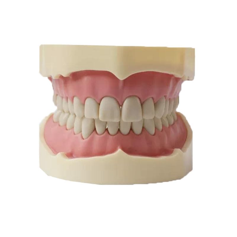 Medical Dental Educational Model BF Type Study Model with 28pcs Teeth Soft Gum Screw Fixed Without Articulator