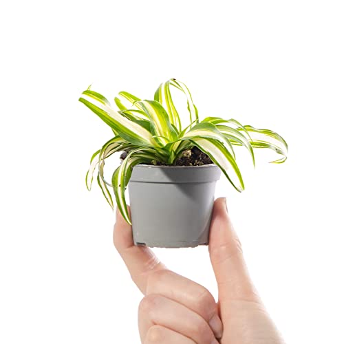 Baby Spider Plant - Chlorophytum Variegatum Small Evergreen Houseplant | Air Purifying Indoor Plant for Home Office Kitchen Bathroom | Grow Your Own Baby Plants