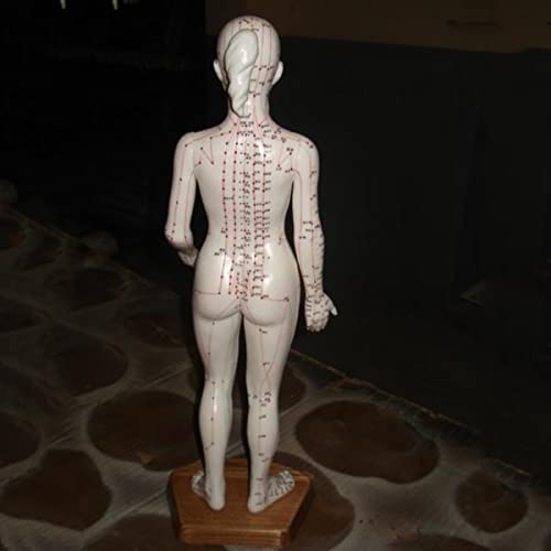Modèle d'acupuncture chinois de 48 cm pour repérer les points de méridiens - 2