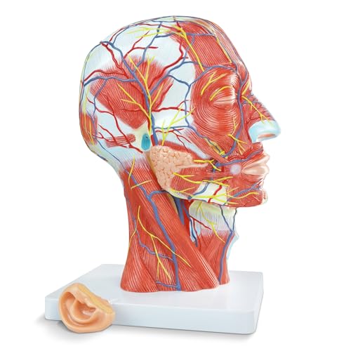 Image of Human Half Head Superficial Neurovascular Anatomical Model with Blood Vessels Detailed Muscle Structure and Colorful Manual for Medical Science Education Study or Teaching