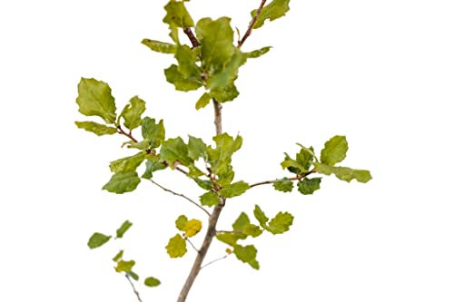 Coast Live Oak | Lot Of 30 Tree Seedlings | The Jonsteen Company #TOP3