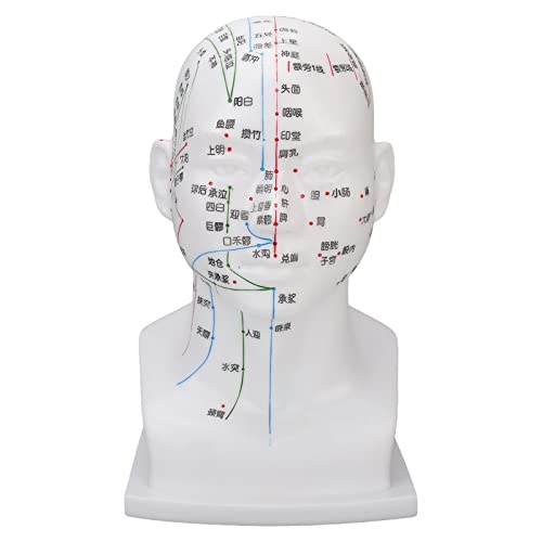 Nutriess PVC Acupuncture Point Head Model with Meridians for Teaching and Massage Treatment 11.8 Inch