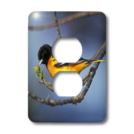 Oriole du Nord mâle cache prise de courant double oiseau Baltimore 3dRose