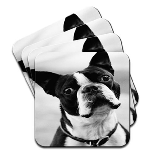Fancy A Snuggle White Boston Terrier Dog Black & Set Of 4 Coasters