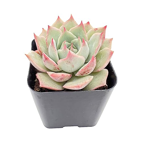 2 inch Echeveria Pink Tips