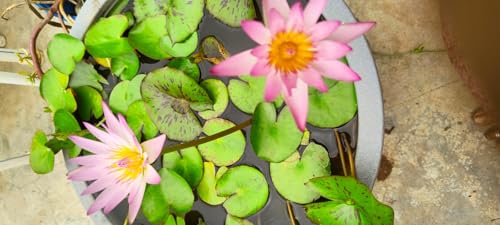 Image of Clay Soil Mix for Aquatic Plants (1.8, Kilograms)