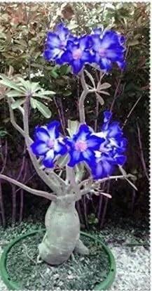Baishnab (D48) Blue Adenium Plant (B0CN49V135) Amazon Price History, Amazon Price Tracker