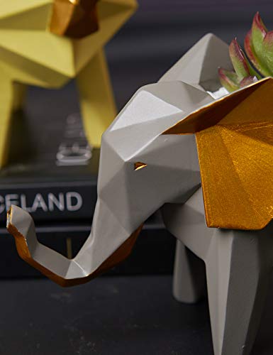 La Mejor Selección de Planta pata de elefante precio Top cinco. 18 La Mejor Selección de Planta pata de elefante precio Top cinco. 18