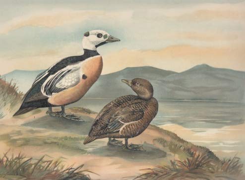 Scheckente. Eniconetta Stelleri (Pall.). Altes Männchen im Prachtkleide. Junges Männchen. Chromolithographie.