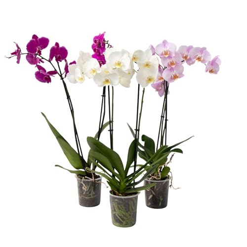 Plant in a Box - Orquídea mariposa - Juego de 3 - Phalaenopsis - Altura 50-60cm - Maceta 12cm - Planta de interior con flor - Apta para gatos