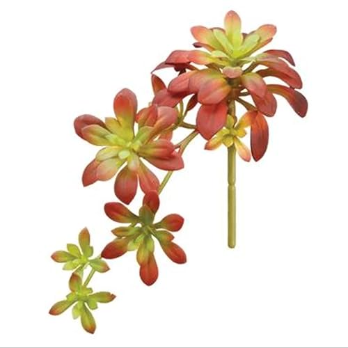 Afloral Aeonium Succulent Cascading Pick in Burgundy Green - 11.75
