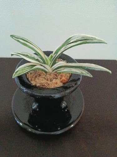 観葉植物 万年青」の人気商品一覧 | 安い商品を通販サイトから探す