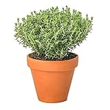 DECOALIVE Tomillo con Maceta de Cerámica Thymus Vulgaris Planta Aromática Natural para Cocinar