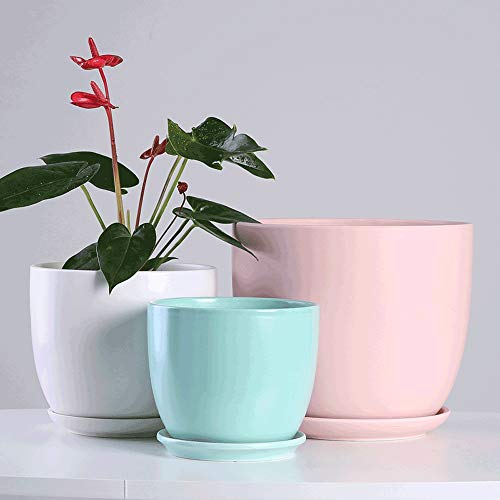 Pot céramique pour succulentes évitant l'excès d'eau racinaire - 3