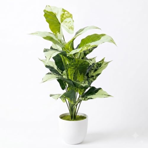 Image of Dekorly Fake Plants Artificial Floor Plants Large Tropical Palm Tree Tall Monstera in Pot for Indoor Outdoor Home. (Dump Cane | White Pot, Pack of One)