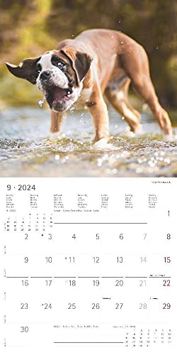 Funny Dogs 2024 - Broschürenkalender 30x30 cm (30x60 geöffnet) - Kalender mit Platz für Notizen - Hunde - Bildkalender - Wandkalender - Hundekalender
