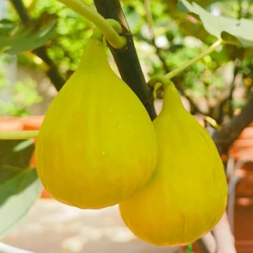 Comprar semillas de higuera - higuera semillas higos raras bancales elevados Comprar, variedades antiguas jardín 150pcs