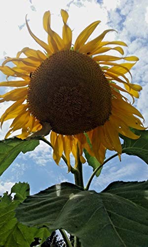 Girasol # 15 Jefes Grandes w/pétalos de color amarillo y marrón Centros - 15 semillas