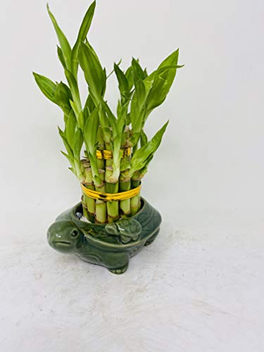 Lucky Bamboo 2 Tiered Tower w/Turtle Pot - Unique from Jmbamboo