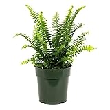 American Plant Exchange Kimberly Queen Fern – 6-Inch Pot – Live Hardy Upright Fern Houseplant, Easy Care Greenery for Home, Office, Garden, or Patio Decor