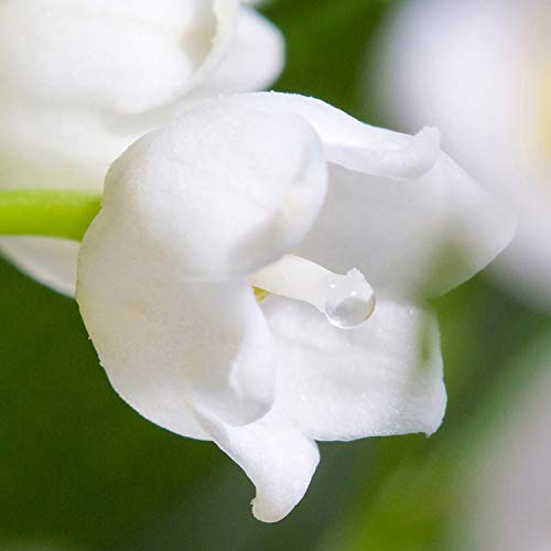 Glade by Brise raumfrisch Relaxing Zen, 150 G