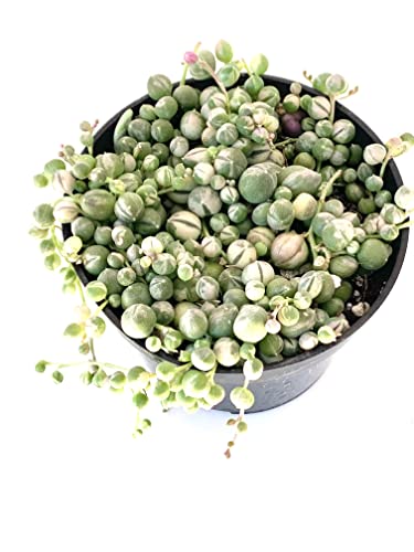 Variegated String Of Pearls Succulents Senecio Rowleyanus Variegata Rare In 4" Pot #TOP14