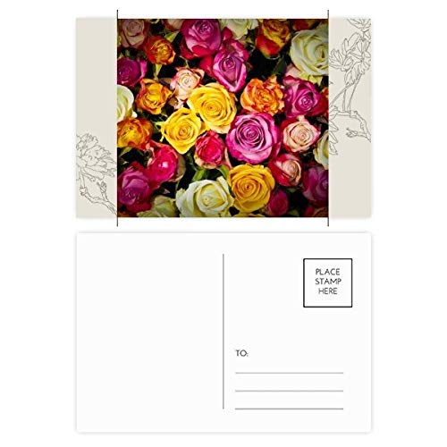 Carte postale de fleur roses DIYthinker lot de 20 cartes de remerciement multicolores 14.5x9.6cm