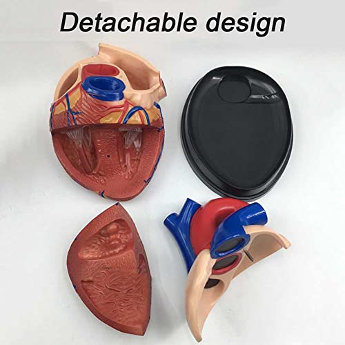 Modèle de cœur triple taille à structure anatomique détaillée - 6