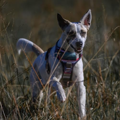 Embark Urban Hundegeschirr, einfach an- und abzulegen, mit Leinenbefestigungen vorn und am Rücken, mit Führungsgriffen – Training ohne Ziehen, größenverstellbar und Nicht würgend