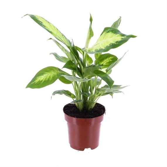 Dieffenbachia Camilla Houseplant - 12cm Pot (Live Plants)