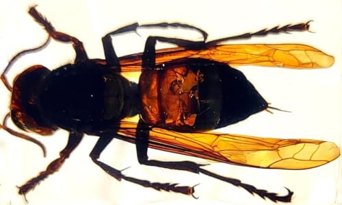 Image of 44mm Real Asian Giant Hornet in Crystal Clear Lucite Resin Crafts Specimen Preserved Various Animal Insect Bug Taxidermy Collection for Biology Science Education & Desk Ornament Display Supplies