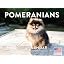 Pomeranian Puppy