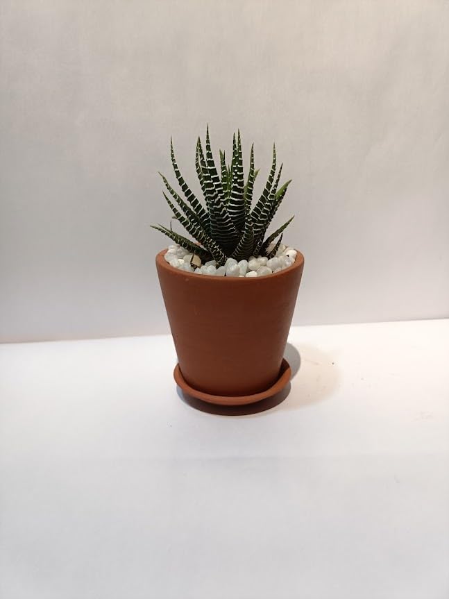 CERA and Terra Home Decor V Shape Terracotta Clay Pots with Saucer (4 inch)