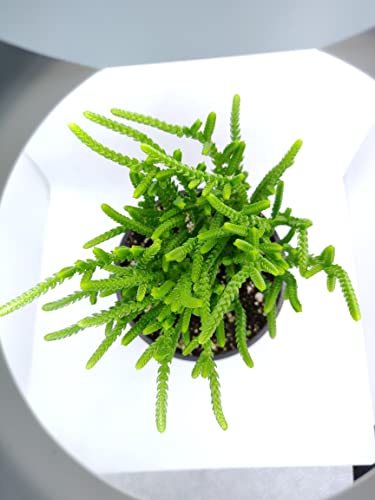 Crassula Watch Chain 2 Inch - Unique Collection Of Live Crassula Succulents Easy To Grow Indoor House Plant, Fully Rooted In 2/4/6 Inch Size #TOP7