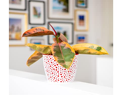 Home Garden Ornaments Plant Pots Indoor, Indoor Plant Pot, Vero Decorative Flower Pots with Basket and Insert - Image 3