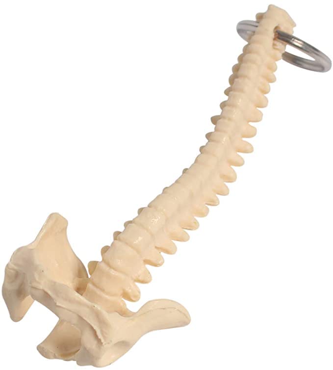 QYM Human Spine Skeleton Keychain Key Ring Mini Medical Teaching Display Model Biology Classroom Study Tools fit for Doctor Orthopedist Key Ring Gift