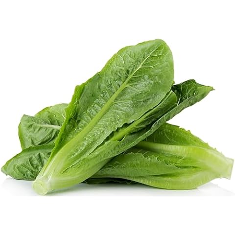 3000 Parris Island Cos Romaine Lettuce Seeds - 4+ Grams - Heirloom Non-GMO USA Grown Premium Vegetable Seeds for Planting - by RDR Seeds Cover