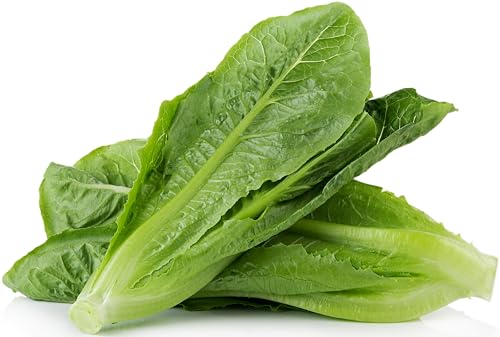 3000 Parris Island Cos Romaine Lettuce Seeds - 4+ Grams - Heirloom Non-GMO USA Grown Premium Vegetable Seeds for Planting - by RDR Seeds