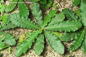 Royal Nature 20 Fresh Elephantopus Scaber Plants (B09FHMBBFX) Amazon Price History, Amazon Price Tracker