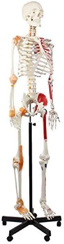 Cranstein E-125 Skeleton, Life-Size, Flexible, ligaments, Muscle Painting
