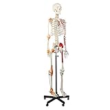 Cranstein A-125 Skelett Modell mit Muskelbemalung, Ligamenten und flexibler Wirbelsäule, 180cm (mit Muskel, flexible Wirbelsäule)