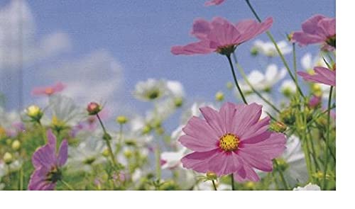 Learning About Plants