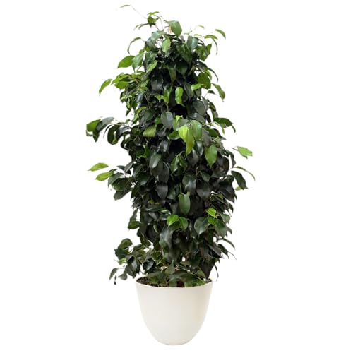 I GIARDINI DI GIULIA - Ficus benjamina Ø22 cm H100 cm – Pianta da Interno Sempreverde & Purificatrice d’Aria, Resistente e Slanciata | Coprivaso in Plastica Riciclata (Vaso bianco)