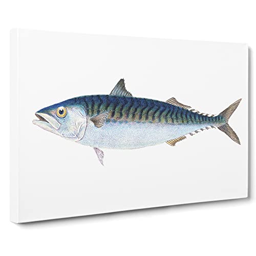 Mackerel Fish By Edward Donovan Canvas Print | Gallery Wrapped 30mm Frame Wall Art | 24x16 inches | Ready to Hang | Retro Animals Picture | Living Room Bedroom Lounge Office