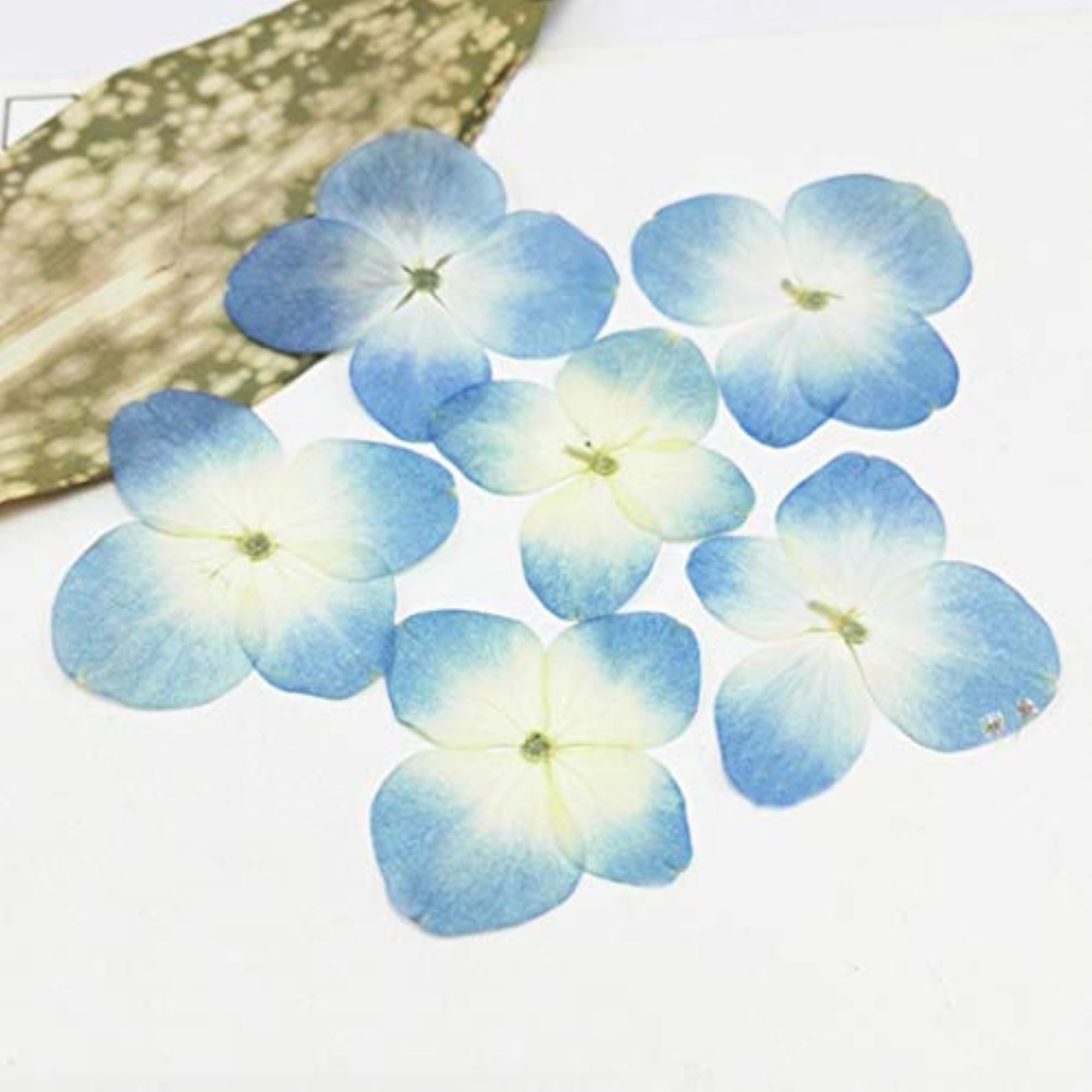 12PCS Pressed Flowers Hydrangea Dried Flowers for Makeup