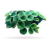 50+ Leaves Velvet Water Spangles (+Mystery Plant) Live Aquatic Floating Plant for Aquarium (salvinia